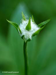 Attēlu rezultāti vaicājumam “Paris quadrifolia”