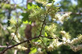 Attēlu rezultāti vaicājumam “Salix triandra fruit”
