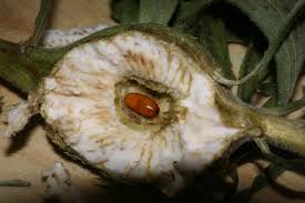 Attēlu rezultāti vaicājumam “Comatricha ellae stalked”