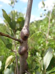 Attēlu rezultāti vaicājumam “Rabdophaga salicis”