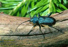 Attēlu rezultāti vaicājumam “Callidium violaceum”