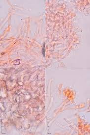 Attēlu rezultāti vaicājumam “Ceriporia viridans”