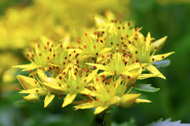 Attēlu rezultāti vaicājumam “Sedum aizoon fruit”