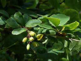 Attēlu rezultāti vaicājumam “Pareulype berberata”