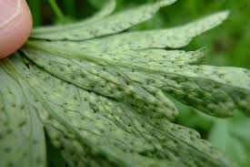 Attēlu rezultāti vaicājumam “Tranzschelia pruni-spinosae”