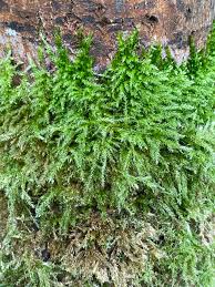 Attēlu rezultāti vaicājumam “Brachythecium rutabulum sporophyte”
