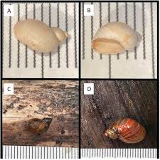 Attēlu rezultāti vaicājumam “Succinea”