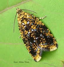 Attēlu rezultāti vaicājumam “Celypha siderana”