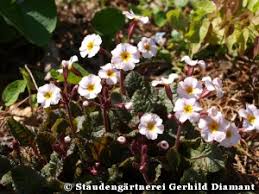 Attēlu rezultāti vaicājumam “Primula x margotae”