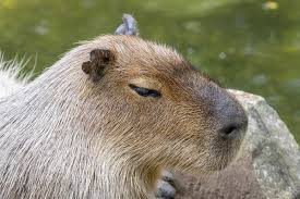 Attēlu rezultāti vaicājumam “Hydrochoerus hydrochaeris”