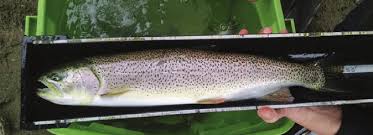 Image result for Oncorhynchus clarkii