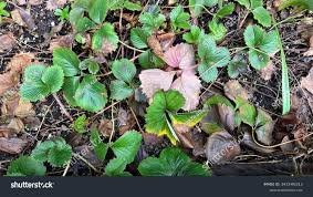 Attēlu rezultāti vaicājumam “Fragaria vesca leaf”