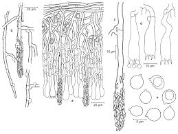 Attēlu rezultāti vaicājumam “Junghuhnia pseudozilingiana”
