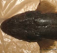 Image result for Platycephalus richardsoni