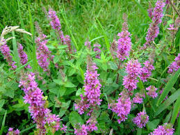 Attēlu rezultāti vaicājumam “Lythrum salicaria leaf”