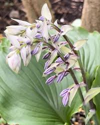 Attēlu rezultāti vaicājumam “Hosta sp. flower”