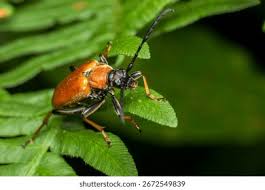 Attēlu rezultāti vaicājumam “Leptura rubra”