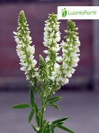 Attēlu rezultāti vaicājumam “Melilotus albus fruit”