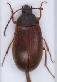 Attēlu rezultāti vaicājumam “Isomira murina”