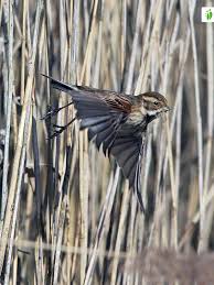 Attēlu rezultāti vaicājumam “Emberiza schoeniclus eggs”