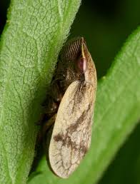 Attēlu rezultāti vaicājumam “Lepyronia coleoptrata”