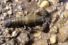 Attēlu rezultāti vaicājumam “Astacus astacus”