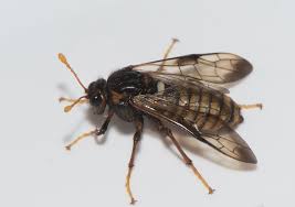 Attēlu rezultāti vaicājumam “Cimbex femoratus imago”