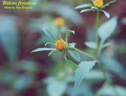 Attēlu rezultāti vaicājumam “Bidens frondosa flower”