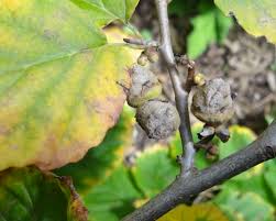 Attēlu rezultāti vaicājumam “Corydalis intermedia fruit”