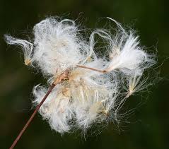 Attēlu rezultāti vaicājumam “Eriophorum gracile fruit”