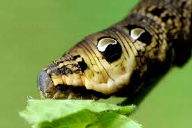 Attēlu rezultāti vaicājumam “Deilephila elpenor larva”