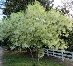 Attēlu rezultāti vaicājumam “Chionanthus virginicus”