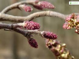 Attēlu rezultāti vaicājumam “Alnus incana female flower”