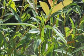 Attēlu rezultāti vaicājumam “Salix daphnoides”