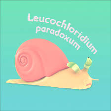 Attēlu rezultāti vaicājumam “Leucochloridium paradoxum”