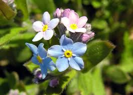 Attēlu rezultāti vaicājumam “Myosotis sparsiflora”