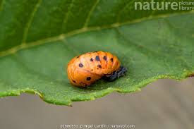 Attēlu rezultāti vaicājumam “Coccinella septempunctata imago”