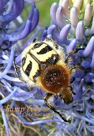 Attēlu rezultāti vaicājumam “Trichius fasciatus imago”