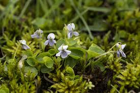 Attēlu rezultāti vaicājumam “Viola palustris”