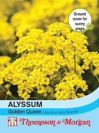 Image result for Alyssum saxatile