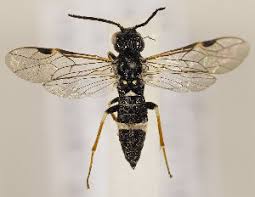 Attēlu rezultāti vaicājumam “Allantus cinctus”