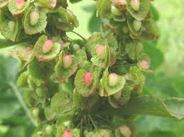 Attēlu rezultāti vaicājumam “Rumex crispus fruit”