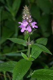 Attēlu rezultāti vaicājumam “Stachys palustris flower”