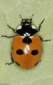 Attēlu rezultāti vaicājumam “Coccinella quinquepunctata”