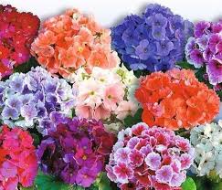 Image result for Primula obconica