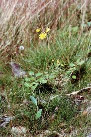 Attēlu rezultāti vaicājumam “Hieracium vulgatum”