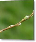 Attēlu rezultāti vaicājumam “Salix caprea bud”