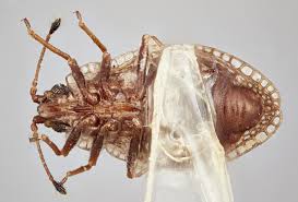 Attēlu rezultāti vaicājumam “Acalypta carinata”