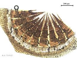 Attēlu rezultāti vaicājumam “Philonotis calcarea”