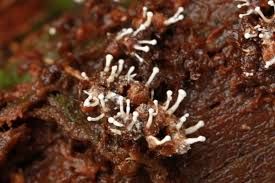 Attēlu rezultāti vaicājumam “Trichia botrytis spores”